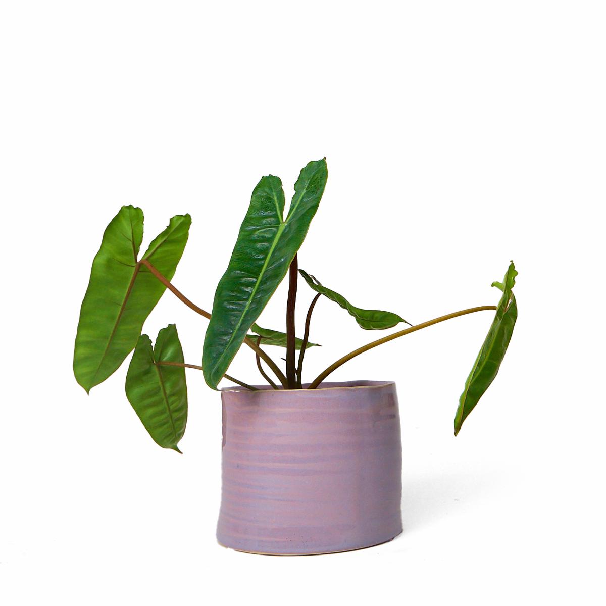 Channa Ceramic Planter Pot