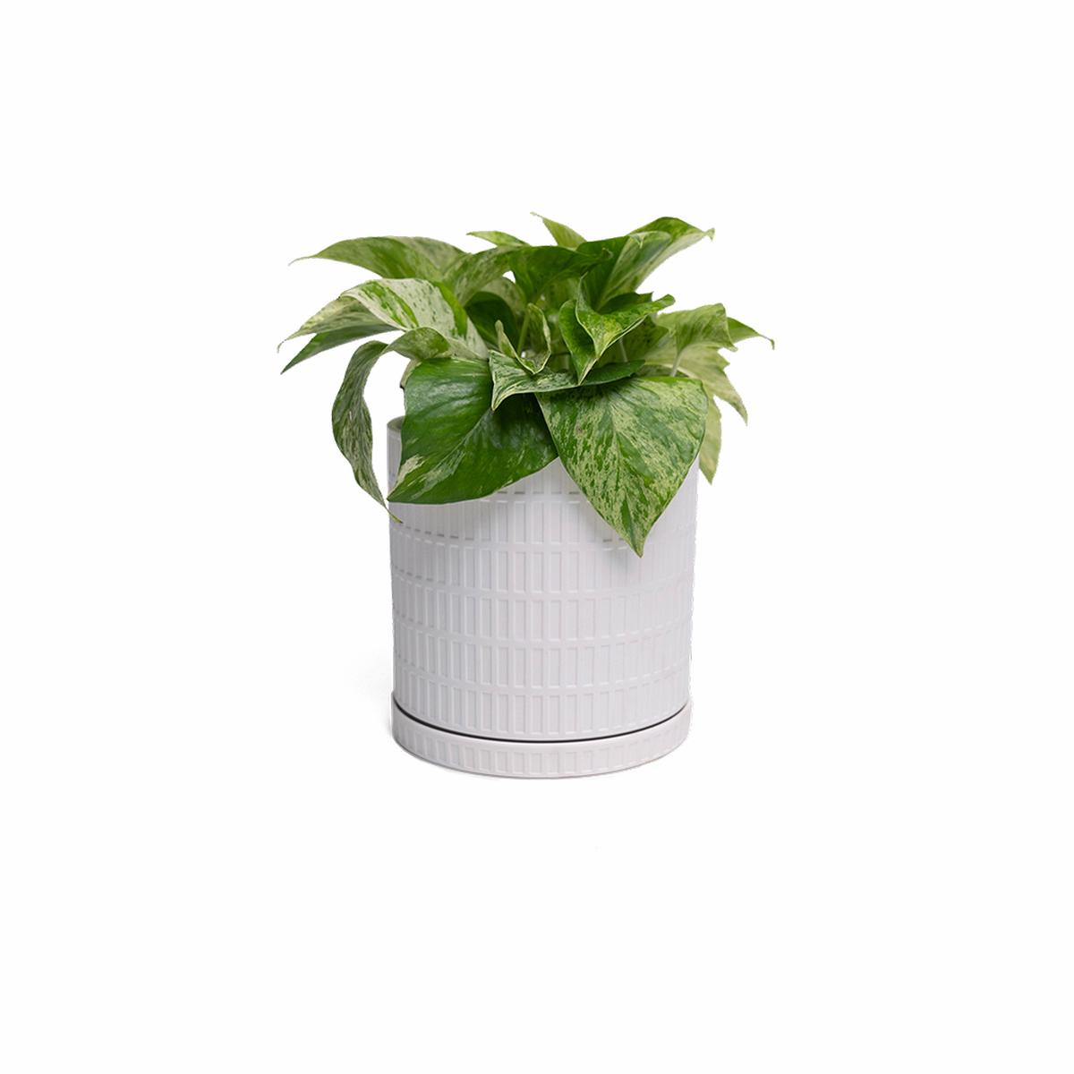 Virago Porcelain Large Indoor Pot With Drainage Hole And Saucer