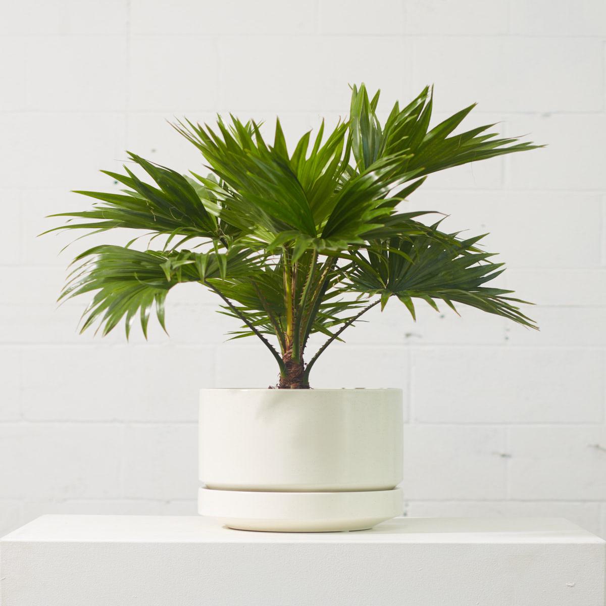 10 Inch REVIVAL CERAMICS ROUND TWO - SPECKLE - Medium