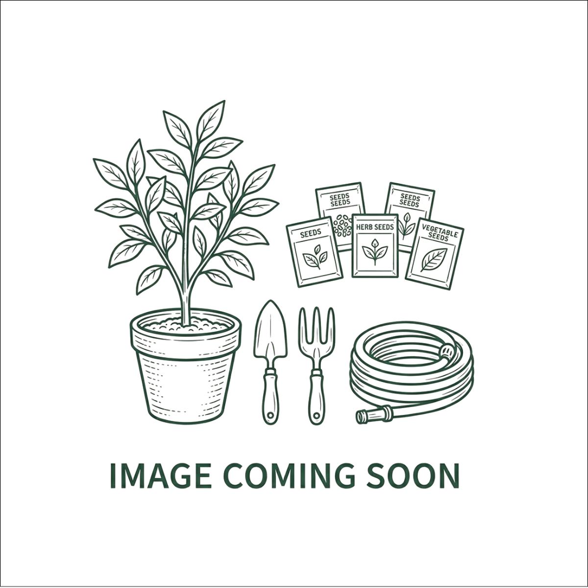 Willow Ribbed Chocolate Planter H13cm 15cm